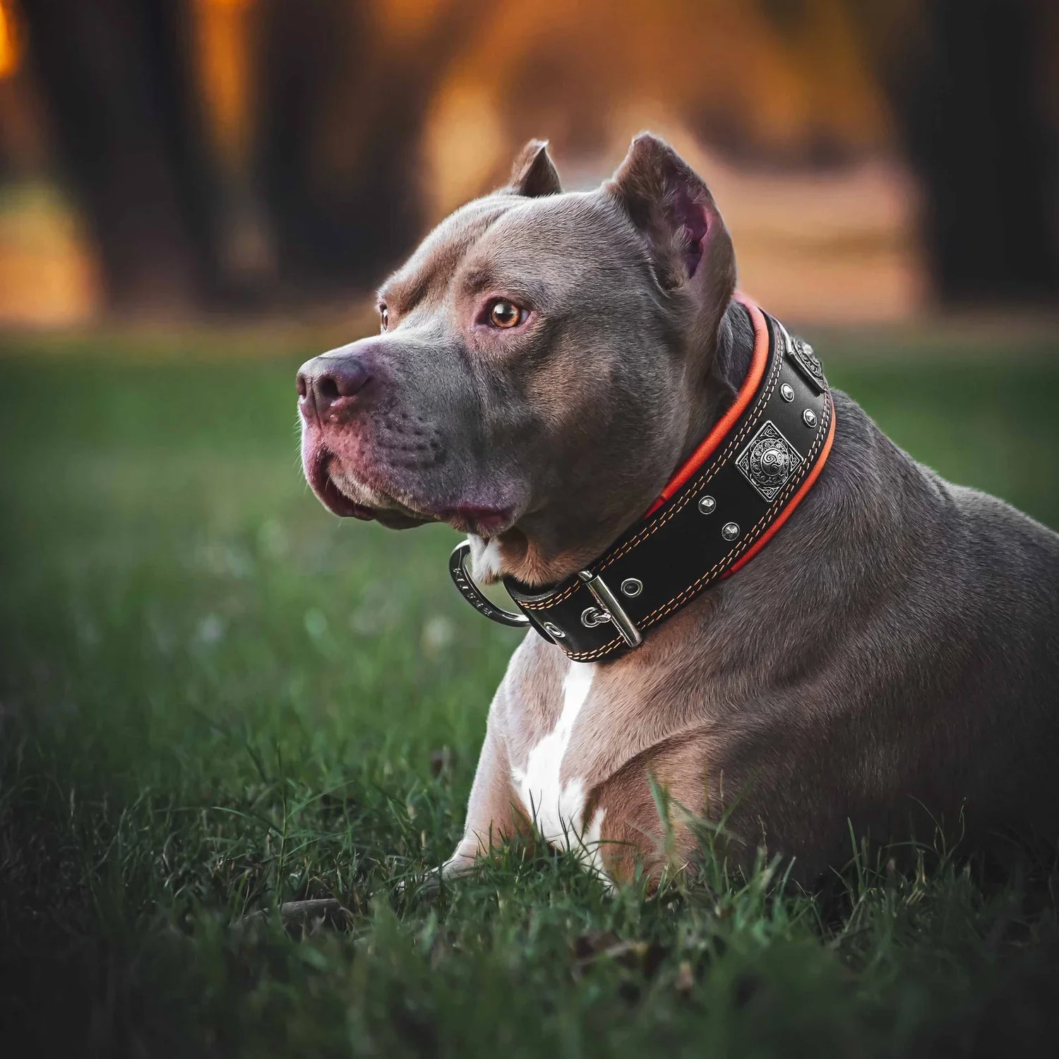 Dog Collars